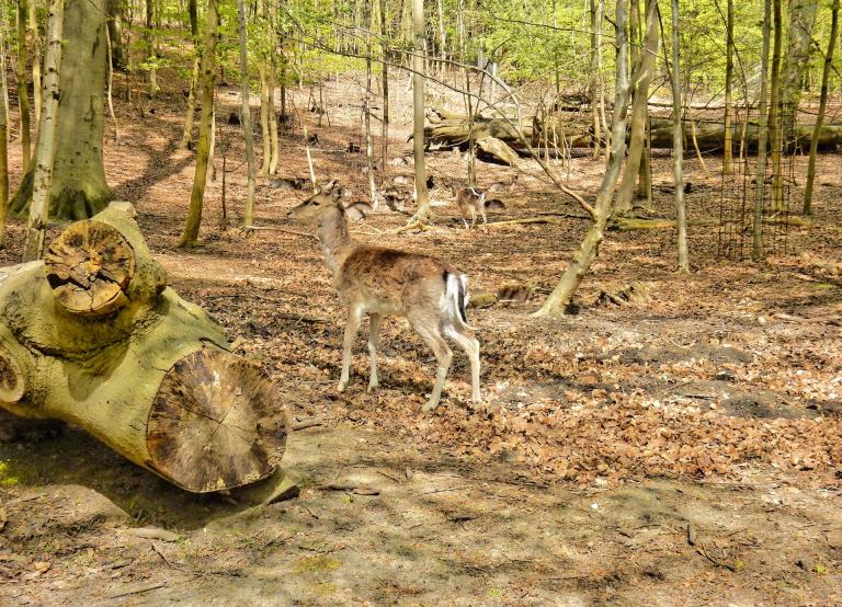 Dyrehaven ved Skyttehuset