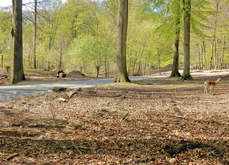 Dyrehaven ved Skyttehuset